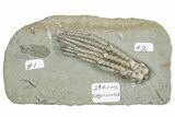 Fossil Crinoid Plate (Two Species) - Crawfordsville, Indiana #291828-1